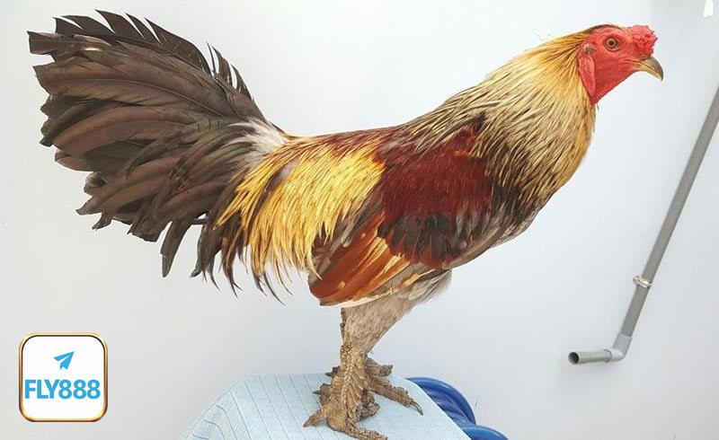 Đá gà đòn - Nét truyền thống còn giữ nguyên giá trị