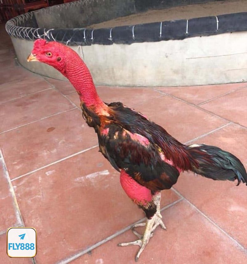 Đá gà đòn - Ưu tiên đòn thế thay vì kết thúc chớp nhoáng